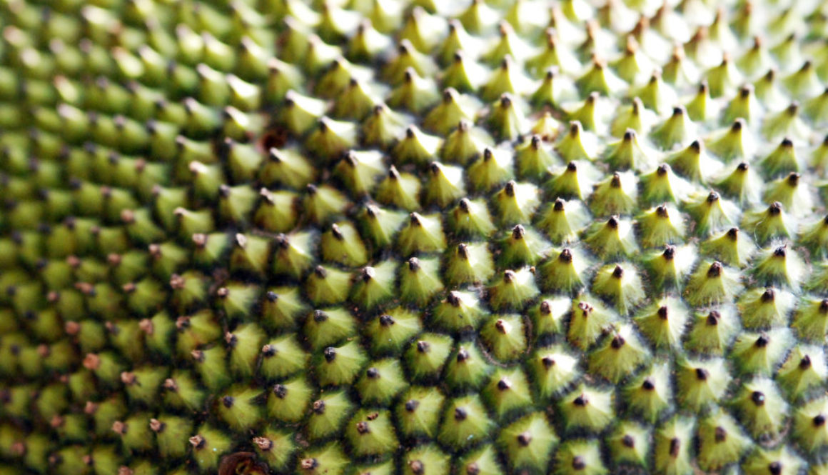 Jackfruit close-up