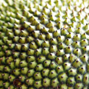 Jackfruit close-up