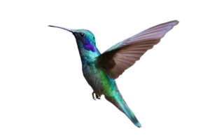 purepng.com colorful hummingbird flyingbirdflyinghummingbirdhummingflying hummingbirdflying bird 301519894405b7bka 1