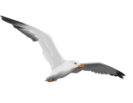 Gull PNG Image 37684