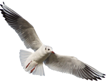 Gull PNG Transparent Background
