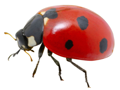 Ladybug Insect PNG Image with Transparent Background 1