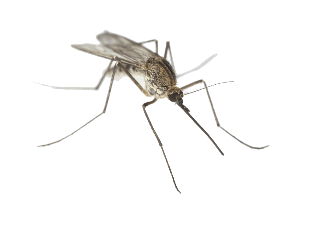 Mosquito PNG Clipart