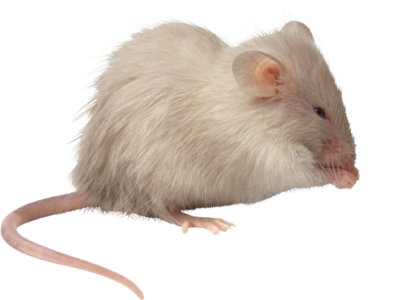 Rat Mouse PNG Image 25157