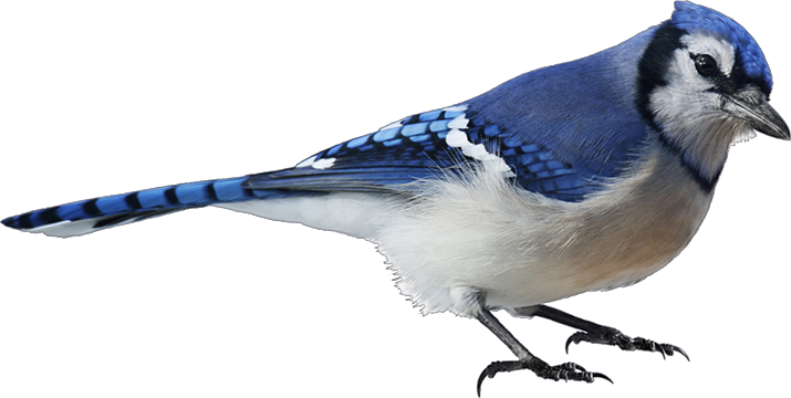 birds transparent blue jay