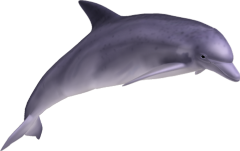 dolphin_PNG9126