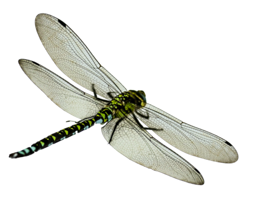 dragonfly png transparent image 1727