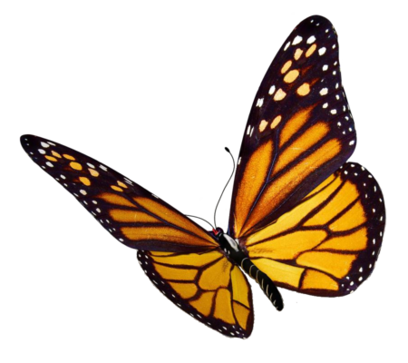 monarch butterfly png 2