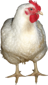 png chicken 3