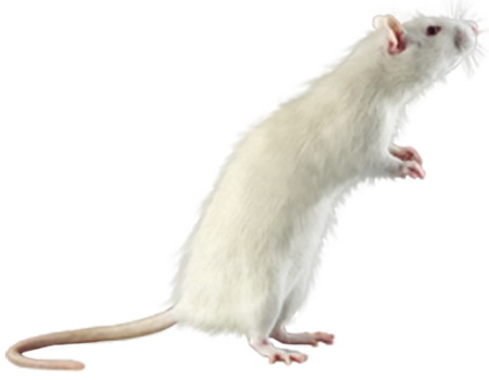 rat_mouse_PNG23547