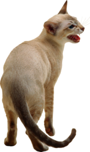 siamese_cat_on_a_transparent_background__by_prussiaart dbhgpry