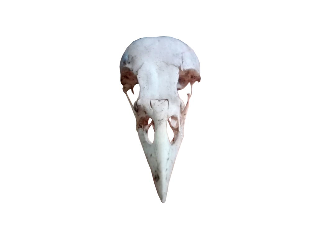 skulls transparent raven 2