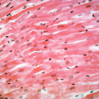All animals are built up of microscopic cells. In all animals, except the sponges, these cells are organized into tissues like muscle or nervous. (photo = muscle cells forming tissue, 400x)