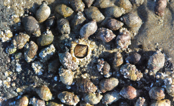 Some of the organisms are barnacles.  There are small (less than 1" diameter) cone-shaped mineral structures with animals inside.