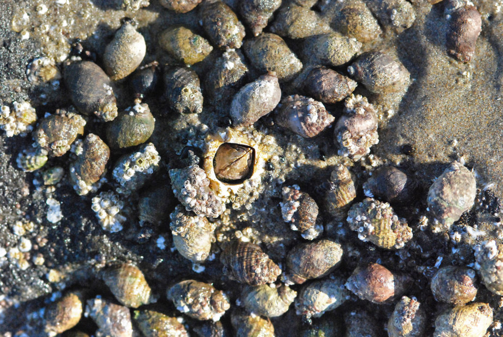 Some of the organisms are barnacles. There are small (less than one inch diameter) cone-shaped mineral structures with animals inside.