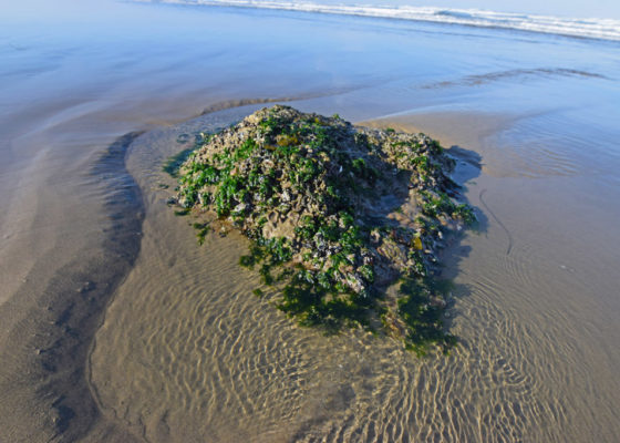 barnacle island