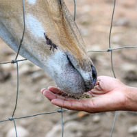 All animals consume other organisms, either living or dead. This food provides nutrients and energy necessary for cellular activity (photo = hand feeding deer).