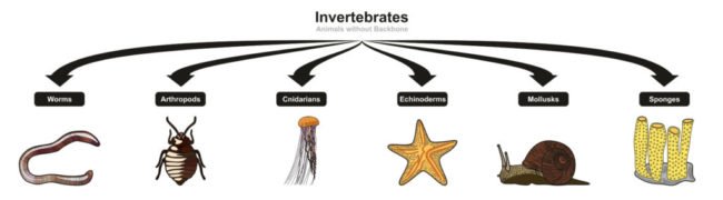 invertebrates SS