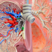 Animals need oxygen to covert food into usable energy, and produce carbon dioxide as a waste product that needs to be eliminated. Respiratory systems move oxygen into the animal and carbon dioxide out. Cardiovascular systems move oxygenated blood around the body. (photo = lung model)