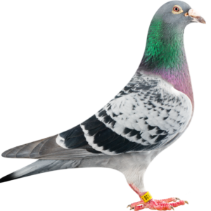 pigeon png 14401