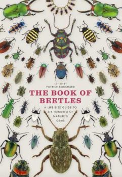 Become a beetle enthusiast if you are not one already.