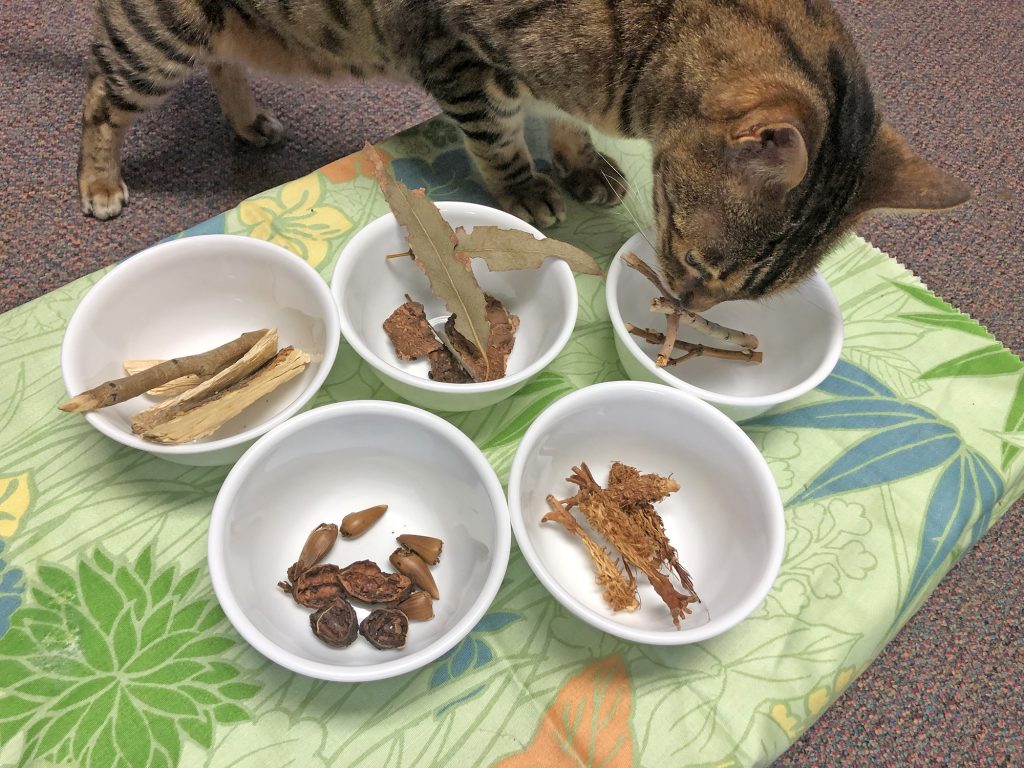 We shoot a lot of our course video at home, and can count on Tanji checking out the materials in advance. We kid that he is our "safety inspector."