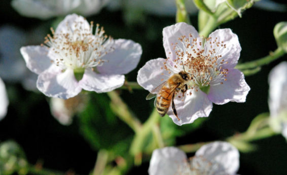 Bee, butterflies, and some birds, flies, and moth are critical in pollinating many plants.  Soybeans, a key human food, are dependent on bee pollinators.