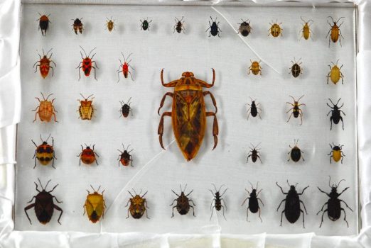 Beetle Collection Acrylic