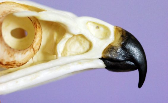 For those species that are protected and uncommon, we use replicas of bones and fur. Some are so well made, they are difficult to distinguish from the real thing.