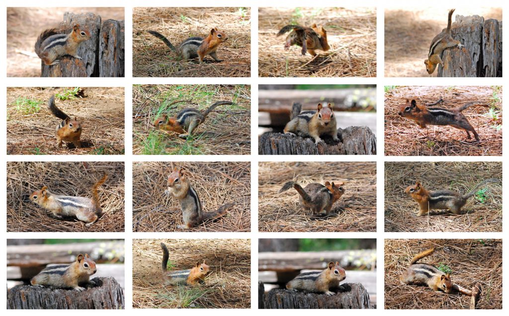 Ground Squirrel medley