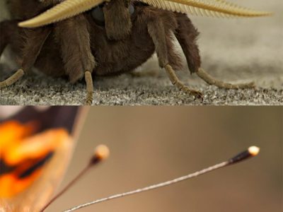 Moths have antennae that are feathery or look like saw blades; butterflies have smooth antennae, often ending in a club shape.