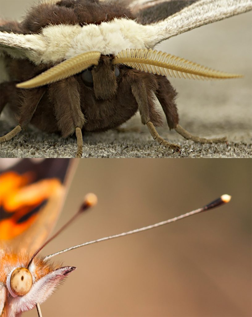 Moths have antennae that are feathery or look like saw blades; butterflies have smooth antennae, often ending in a club shape.