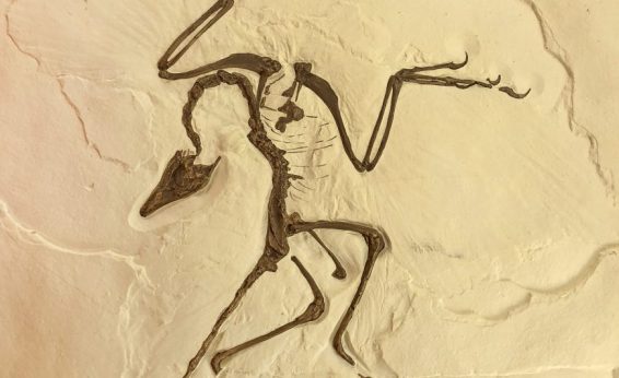 archaeopteryx replica