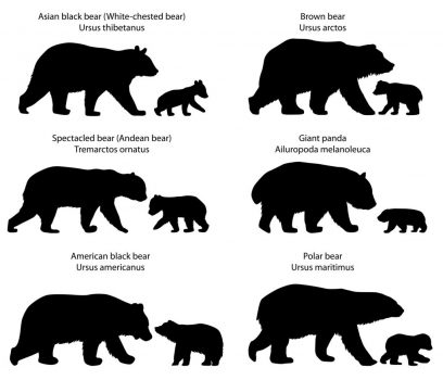 bear cubs b ss