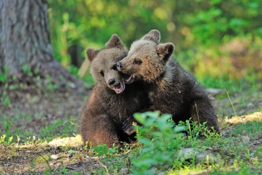 bear cubs ss