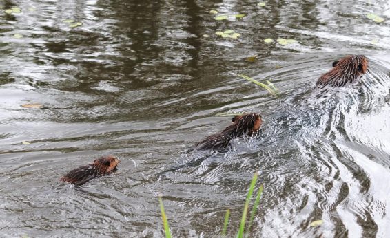 Beavers are an icon for continual and cooperative work.