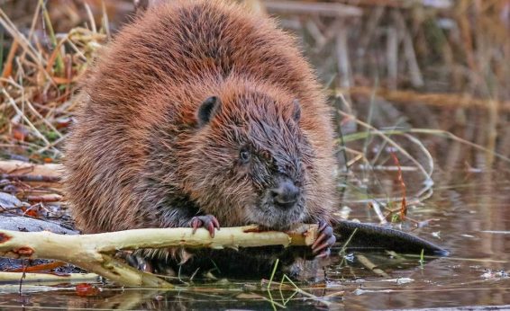 Beavers have a dense layer of fat that insulates them in cold water.