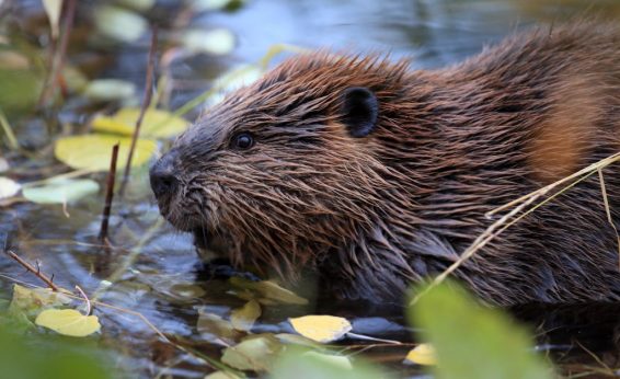 Beavers have dense fur that they continually groom and cover with an oily substance called castoreum, secreted from scent glands.