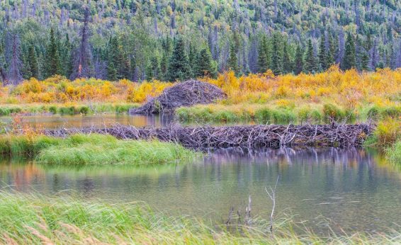 Beaver dams can transform a uniform habitat like a forest or meadow into a patchwork of habitats with the addition of a pond and wetland.