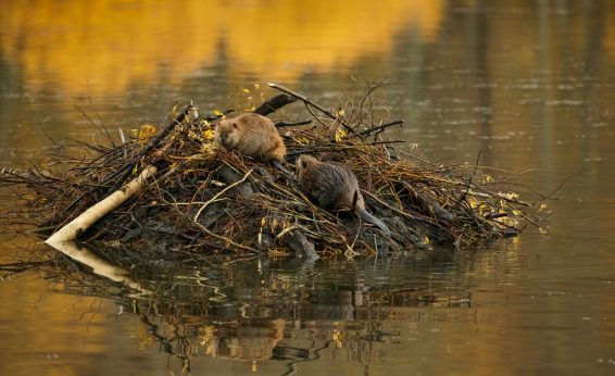 The beaver lodge can be large enough to house a multi-generational family.