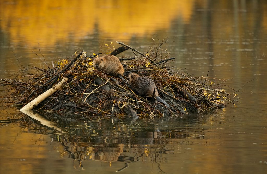 The beaver lodge can be large enough to house a multi-generational family.