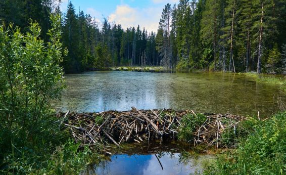 Beavers build dams out of tree stems, reducing stream flow and creating a pond behind the dam.