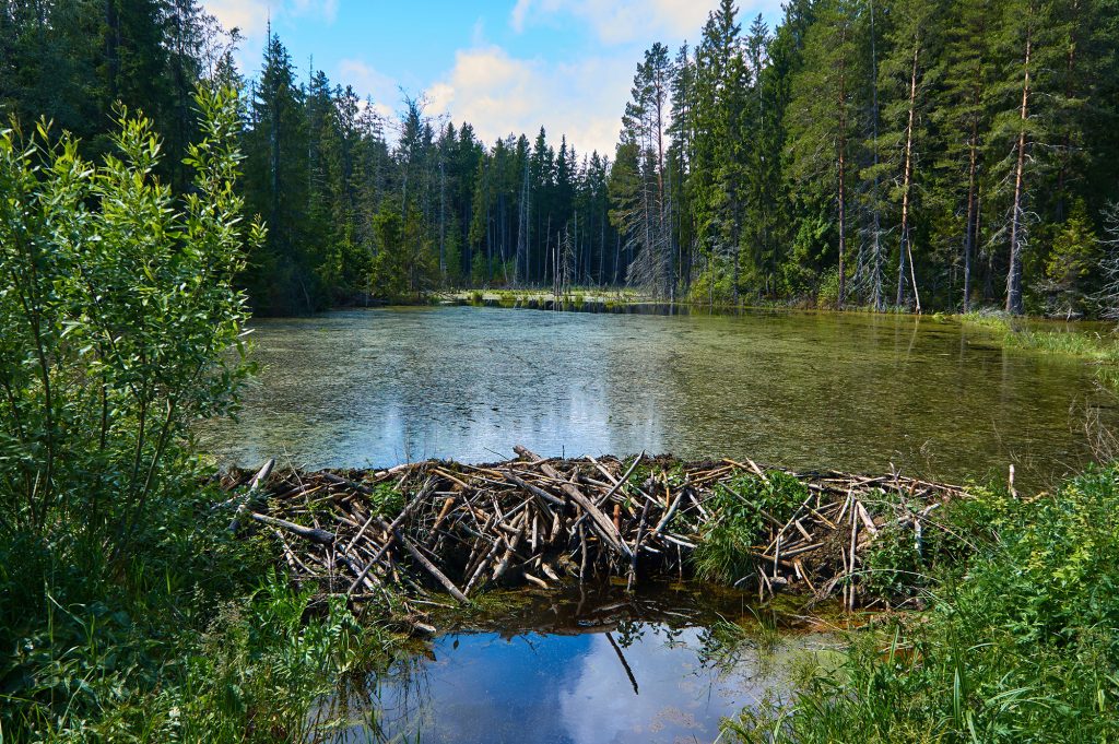 Beavers build dams out of tree stems, reducing stream flow and creating a pond behind the dam.