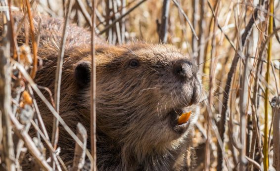 Beaver incisors contain iron which gives them an orange color and extra hardness.