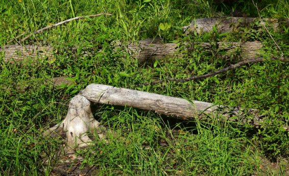 Beavers can damage trees and alter the course of streams through property.