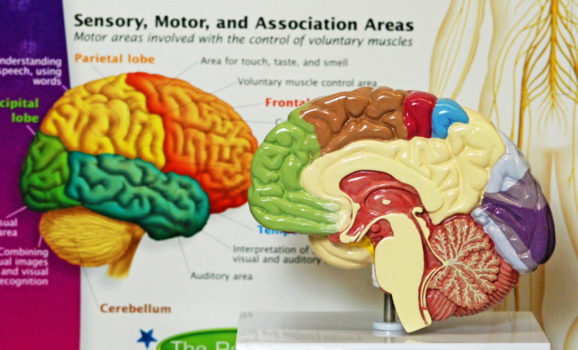 brain model poster small