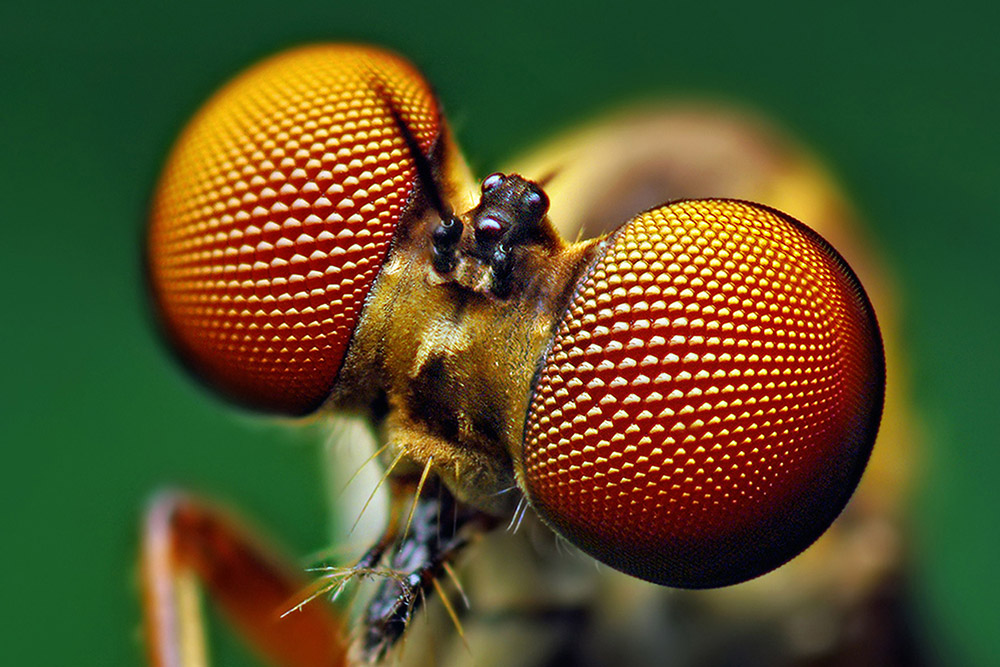 the man with the compound eyes