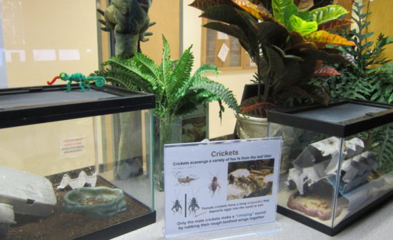 We use our cricket colony for display in different locations. The crickets are hardy enough to survive differences in lighting and temperature.
