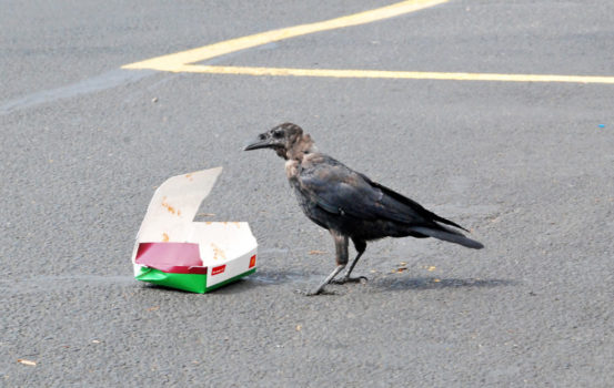 crow eating d