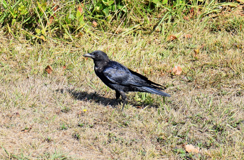 crow grass b